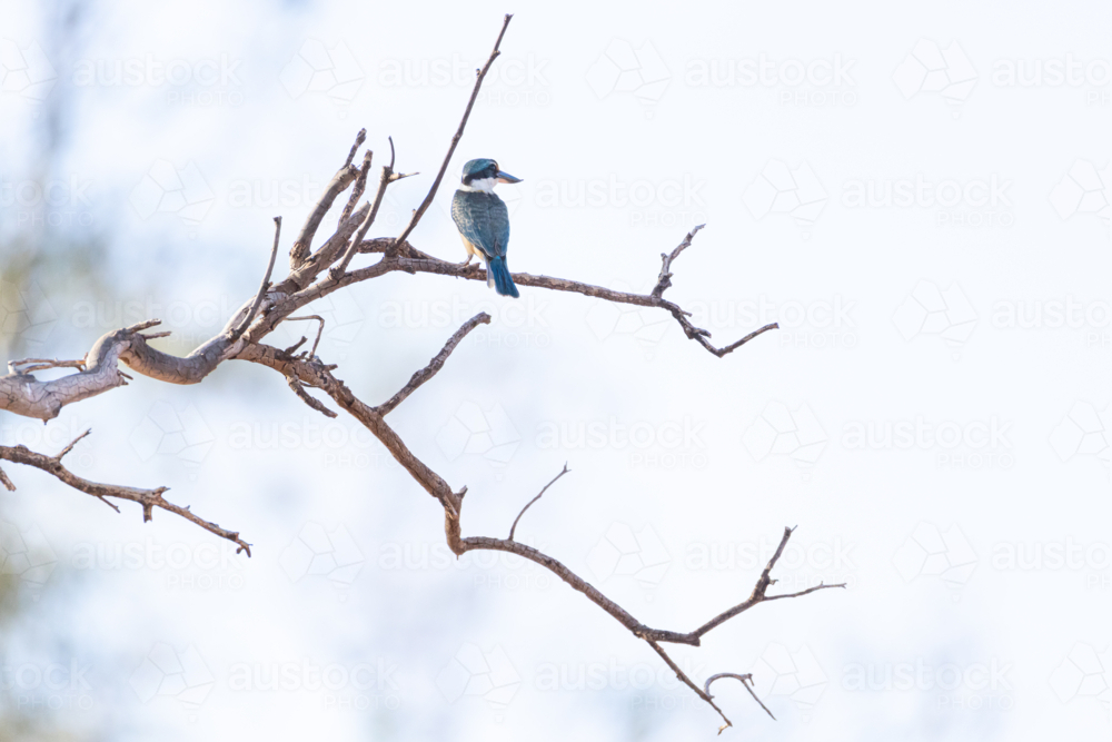 Sacred Kingfisher (Todiramphus sanctus), Blue-green bird perched on bare branches under pale sky - Australian Stock Image