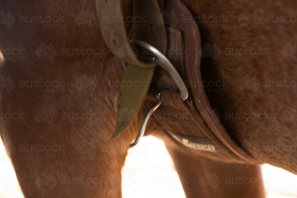 Saddled horse with girth and buckle - Australian Stock Image