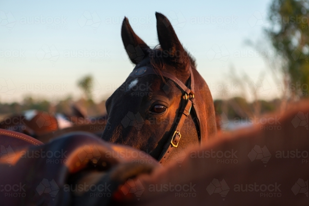 Saddled horses at sunset - Australian Stock Image