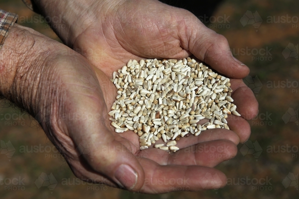 Safflower seed - Australian Stock Image