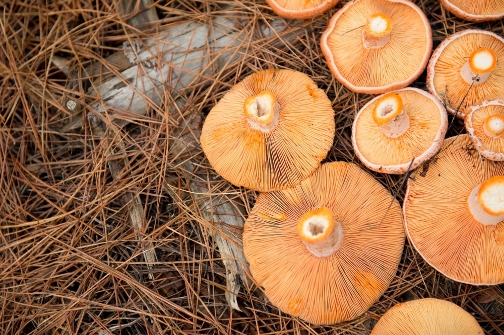Saffron milk caps - Australian Stock Image