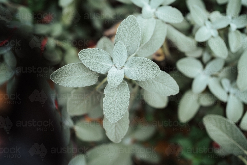Sage Leaves - Australian Stock Image