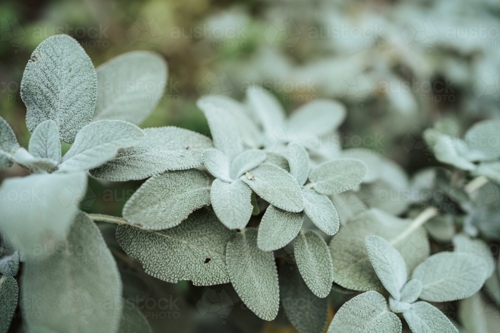Sage leaves - Australian Stock Image