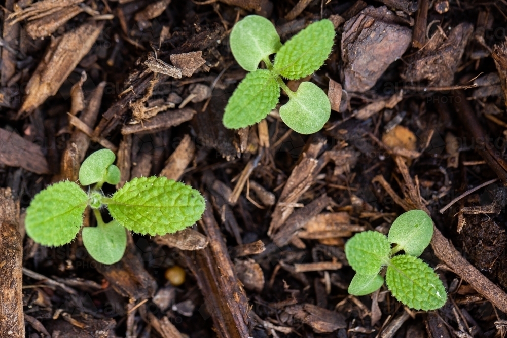 Image of Sage seedlings in home garden Austockphoto