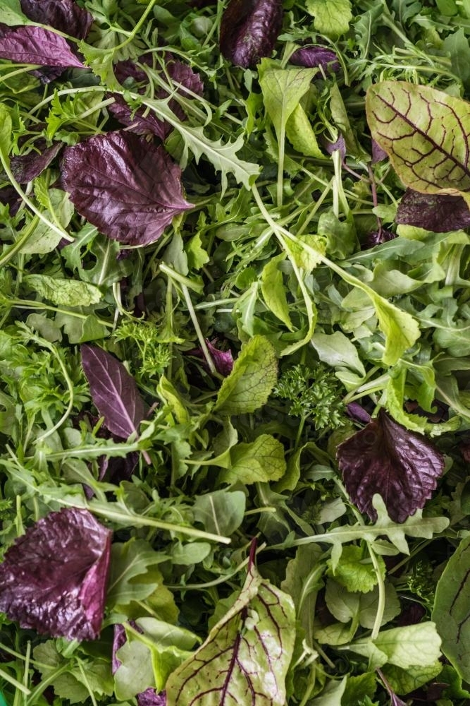 Salad leaves and greens filling the frame - Australian Stock Image