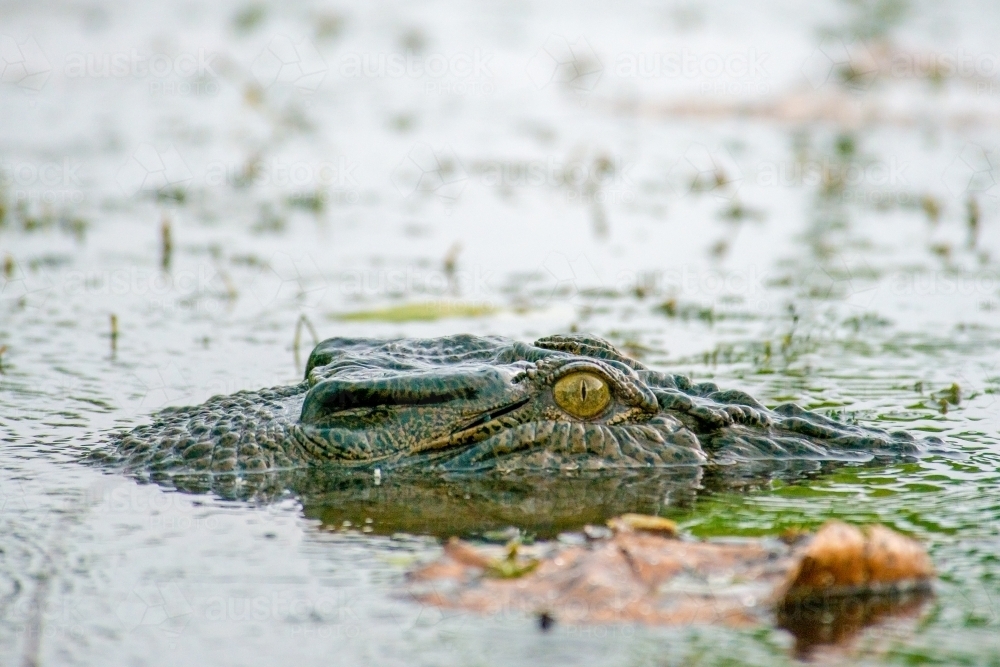 Salt water crocodile lurking in swampy waters - Australian Stock Image