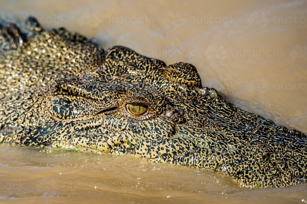 Salt water crocodile close up - Australian Stock Image