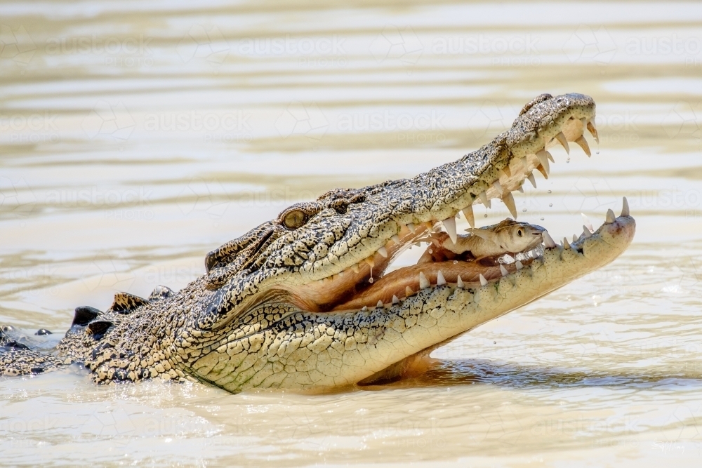 Salt water crocodile eating mullet - Australian Stock Image