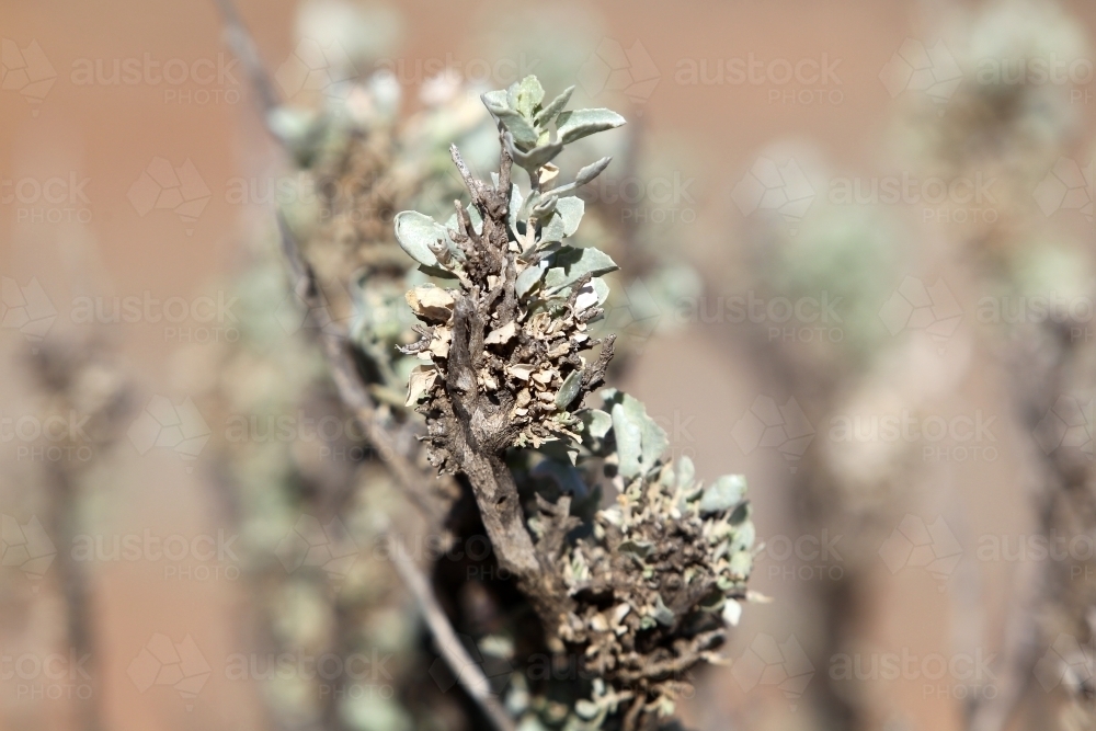 Saltbush - Australian Stock Image