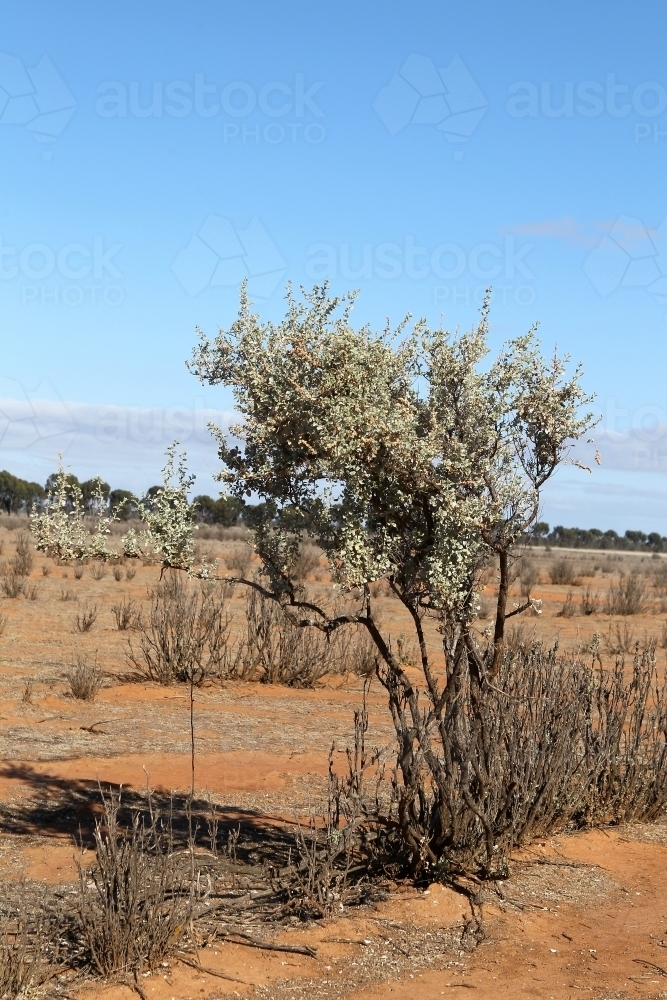 Saltbush - Australian Stock Image