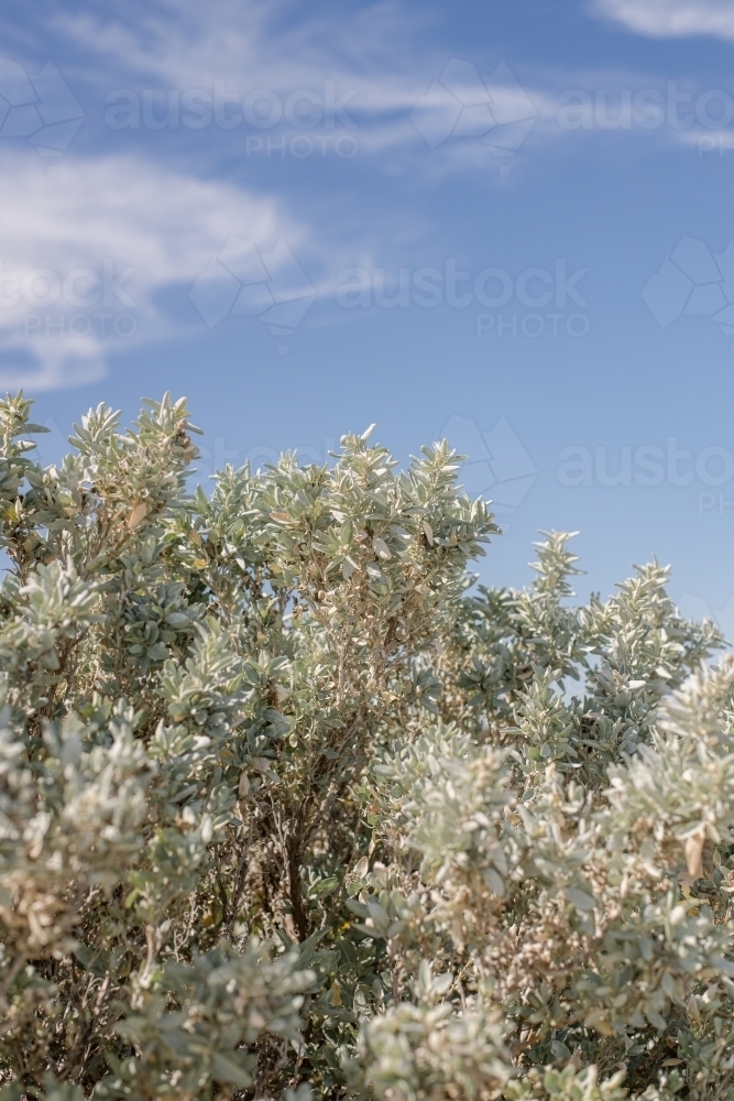 saltbush - Australian Stock Image