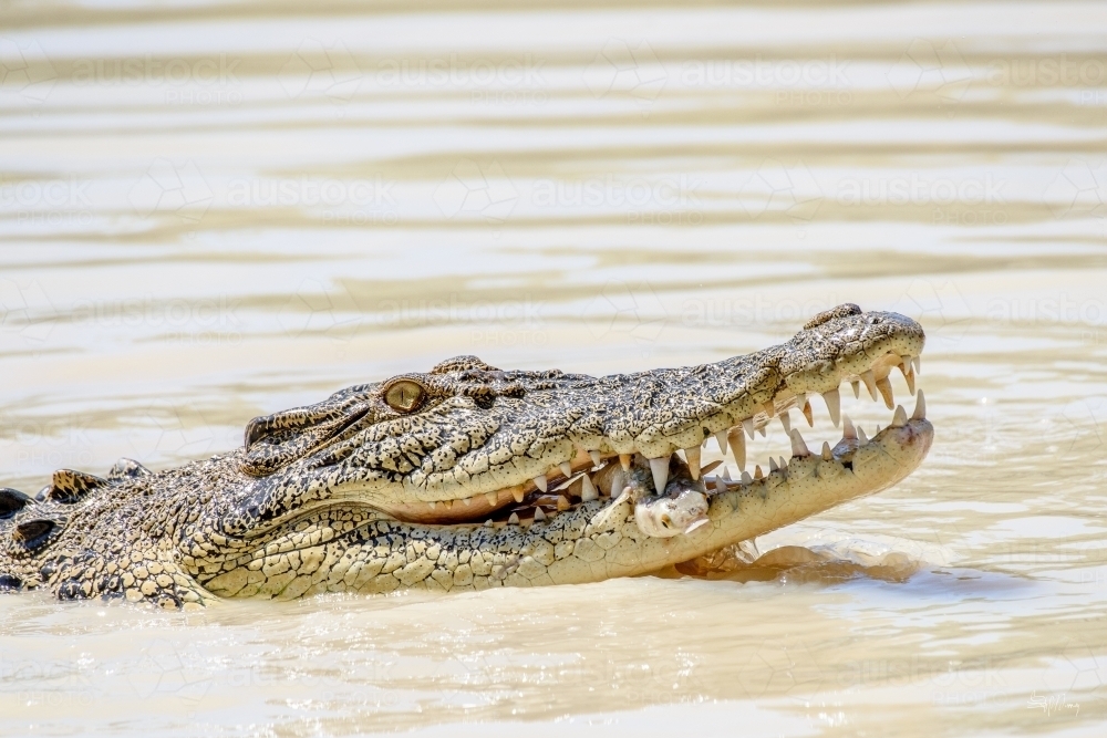 Saltwater crocodile eating a fish in remote Northern Territory - Australian Stock Image