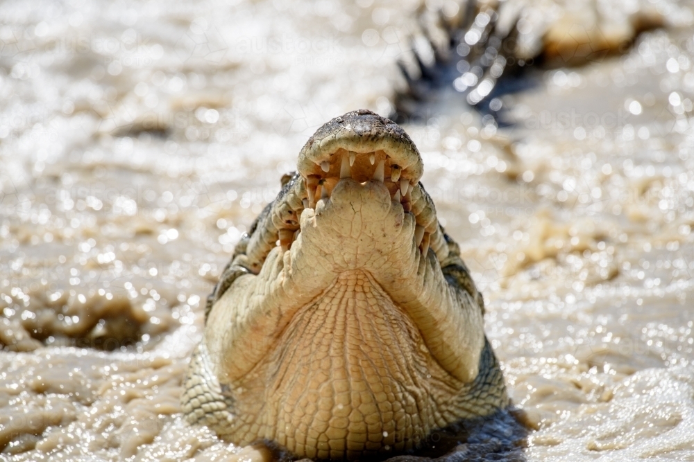 Saltwater crocodile coming out of the water - Australian Stock Image