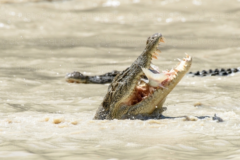 Saltwater crocodile eating a fish, another crocodile swimming behind - Australian Stock Image