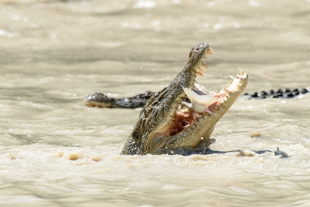 Australian Saltwater Crocodile Eating australian-saltwater-crocodile-eating