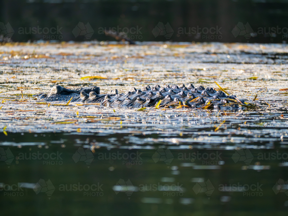 Saltwater Crocodile in the Lower Ord River, Western Australia - Australian Stock Image