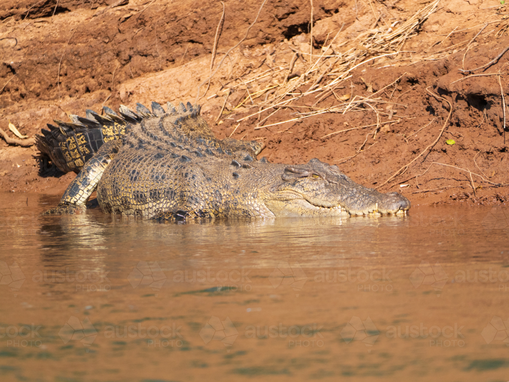 Saltwater Crocodile in the Lower Ord River, Western Australia - Australian Stock Image