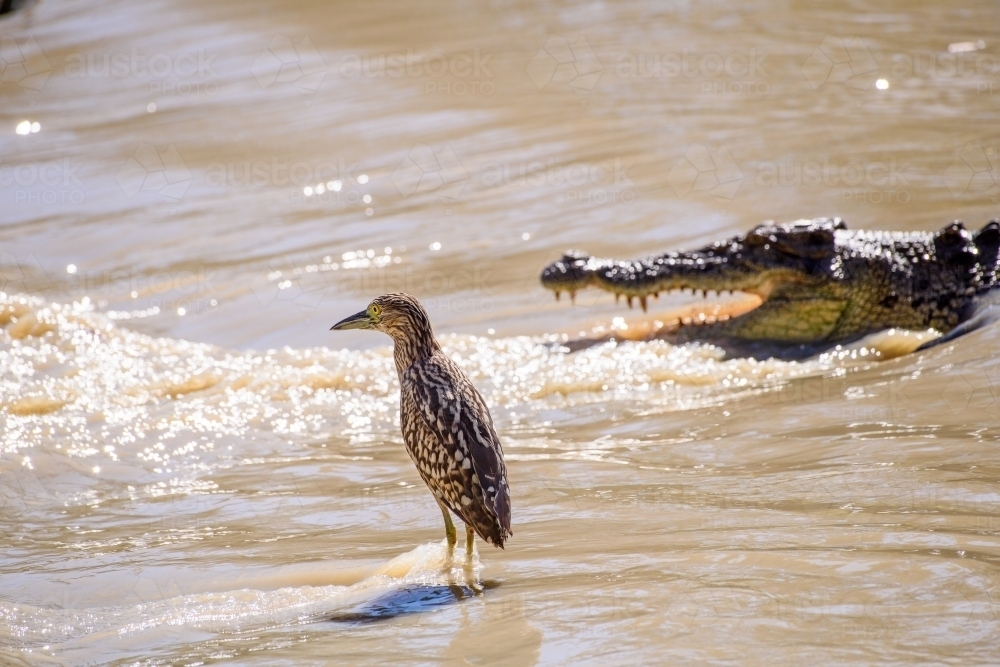 Saltwater crocodile in the shallows with bird standing nearby - Australian Stock Image