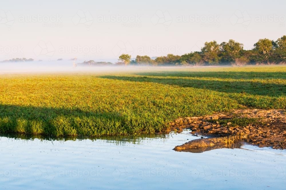 Saltwater Crocodile resting on the banks of a river - Australian Stock Image