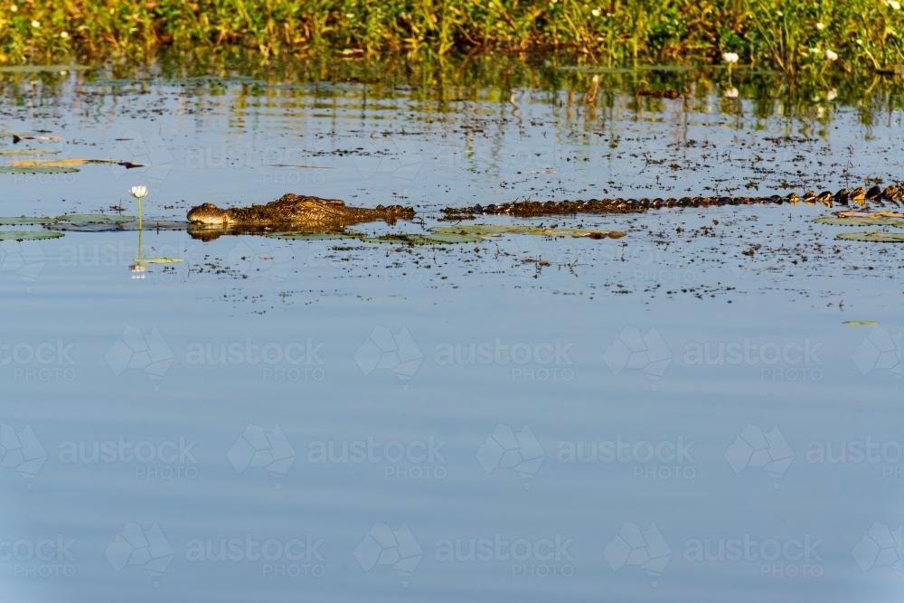 Saltwater Crocodile swimming in the dawn light - Australian Stock Image