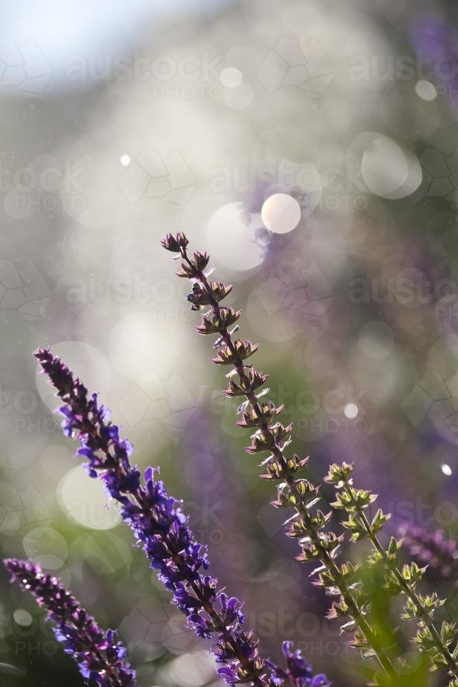 Salvia nemorosa purple flowers with water drops falling in the background - Australian Stock Image
