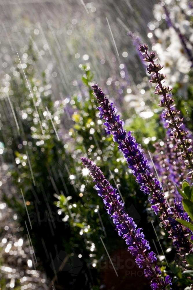 Salvia nemorosa purple flowers with water drops falling in the background - Australian Stock Image