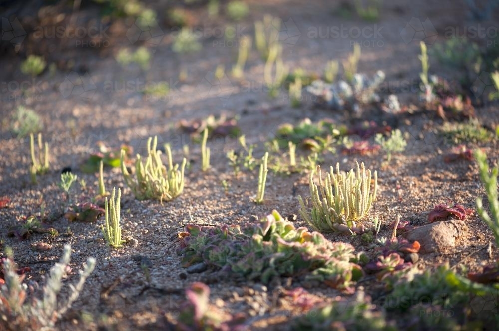 samphire and coastal plants in sand dune - Australian Stock Image