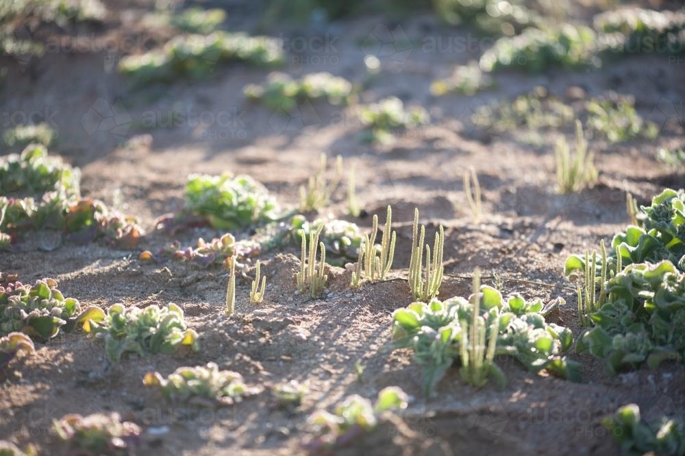 samphire and coastal plants in sand dune - Australian Stock Image