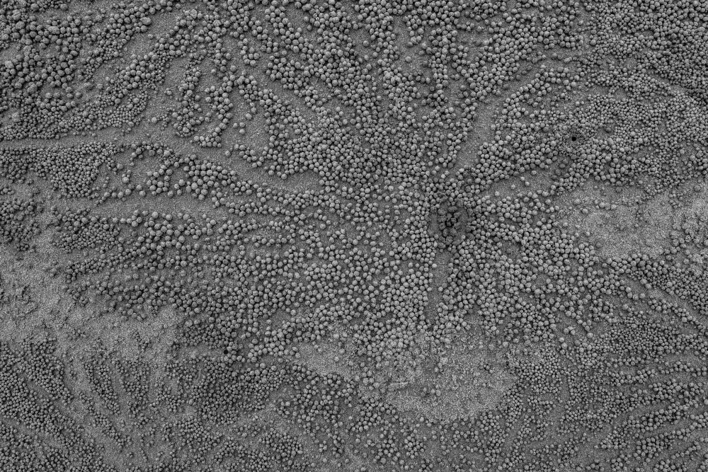 Sand crab beach pattern - Australian Stock Image
