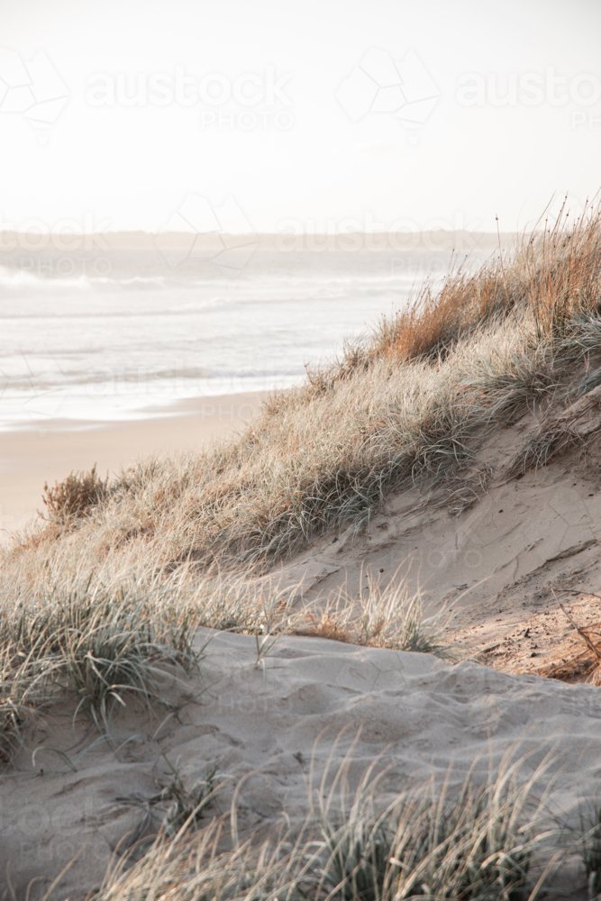 Sand dune at sunset with low scrub and sea in background, vertical - Australian Stock Image