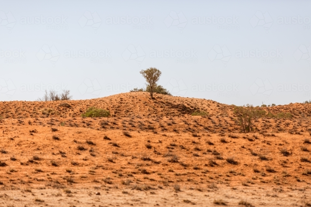 Sand dune with one tree - Australian Stock Image