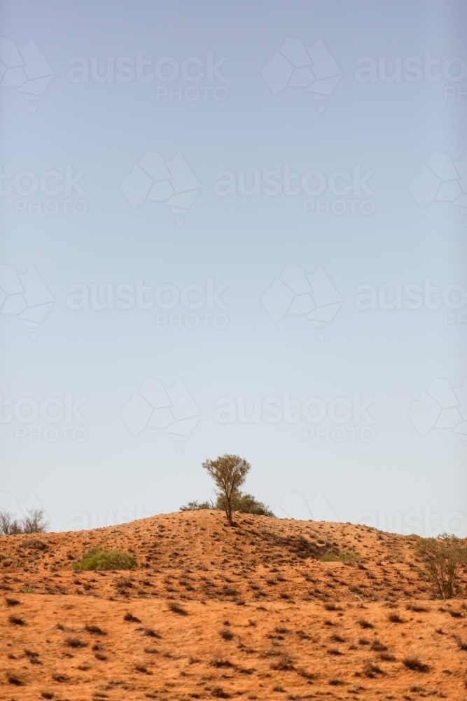 Sand dune with one tree - Australian Stock Image