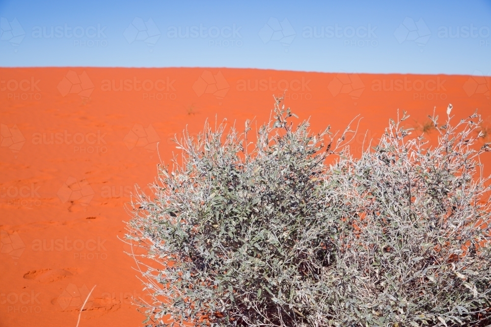 Sand dune with spinifex - Australian Stock Image