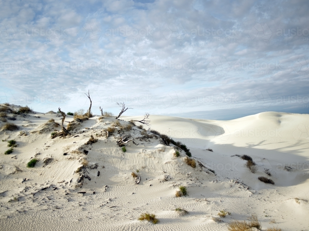 Sand dunes with stunted plants under a big sky - Australian Stock Image