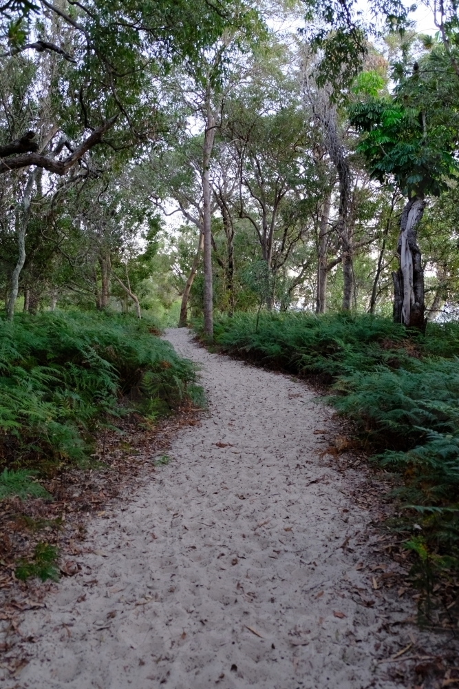 Sand track through the bush on South Stradbroke Island - Australian Stock Image