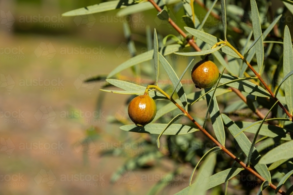 sandalwood fruits ripening on tree - Australian Stock Image