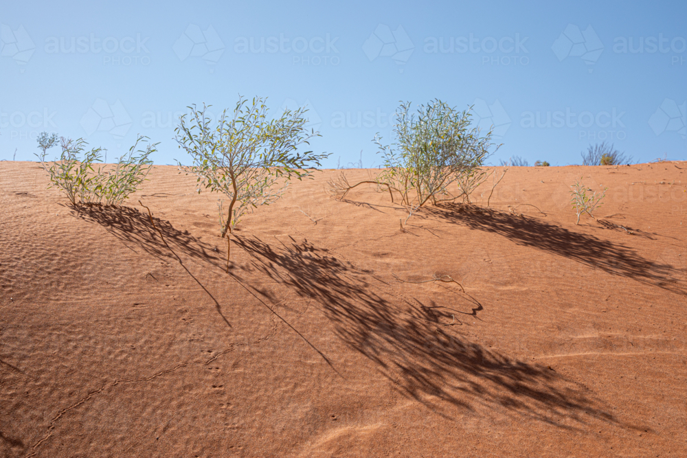 Sandhill and plants - Australian Stock Image