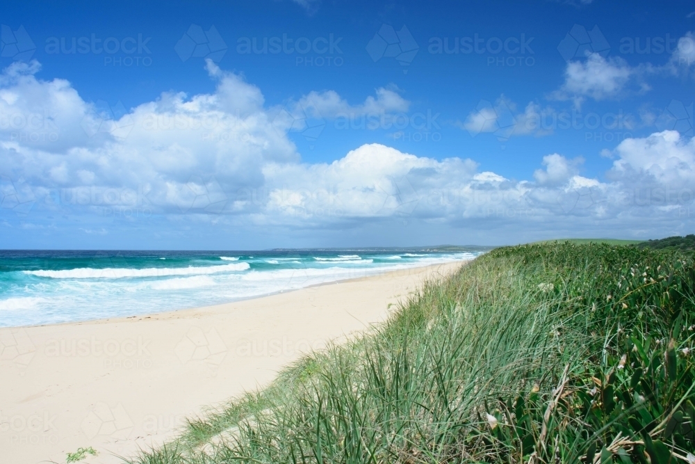 Sandy Beach with Blue Cloudy Sky and Green foliage in the foreground - Australian Stock Image