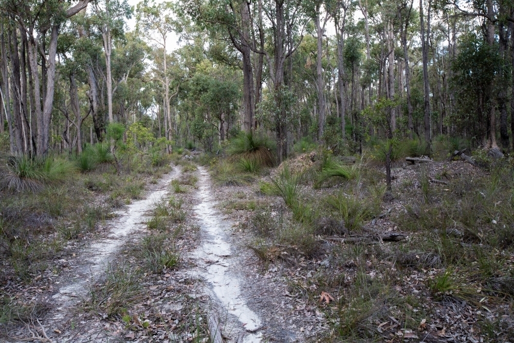 Sandy track through the bush : Austockphoto Sandy track through the bush - Australian Stock Image