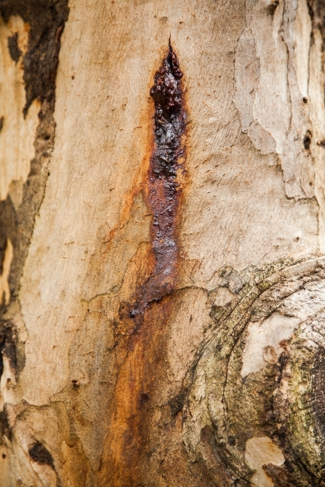 Sap on rough textured bark and trunk of a gum tree - Australian Stock Image