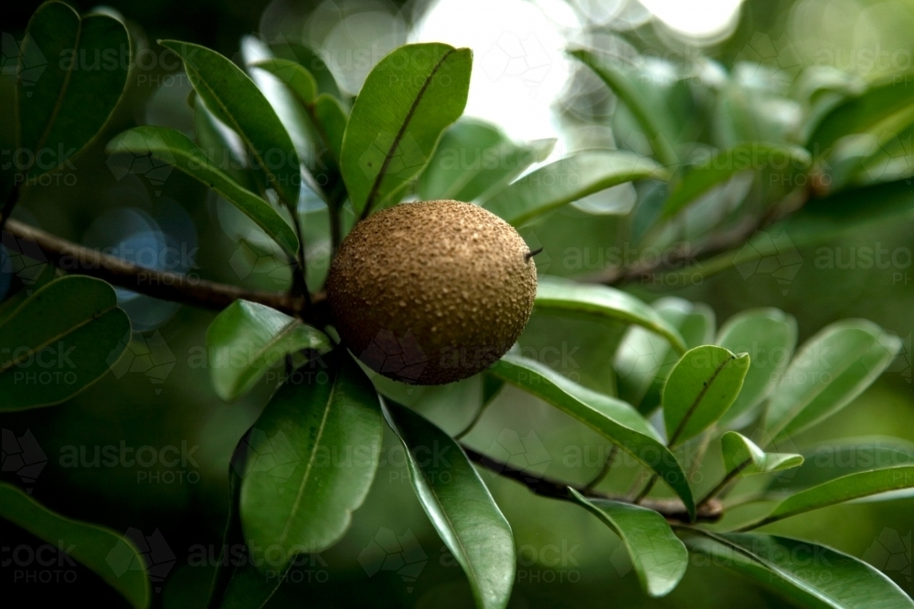 Sapodilla fruit growing on tree - Australian Stock Image