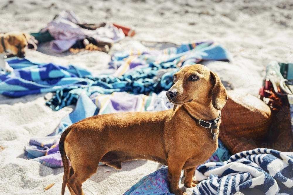 Sausage dog on beach - Australian Stock Image