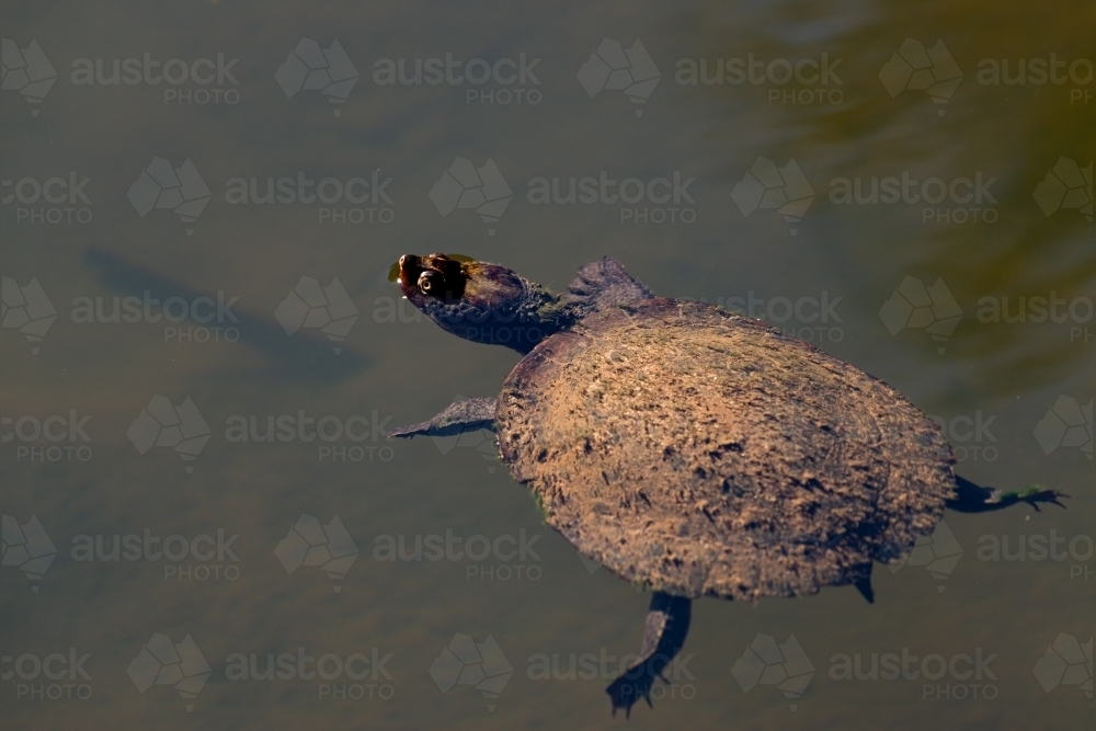 Saw -shelled Turtle floating in river - Australian Stock Image