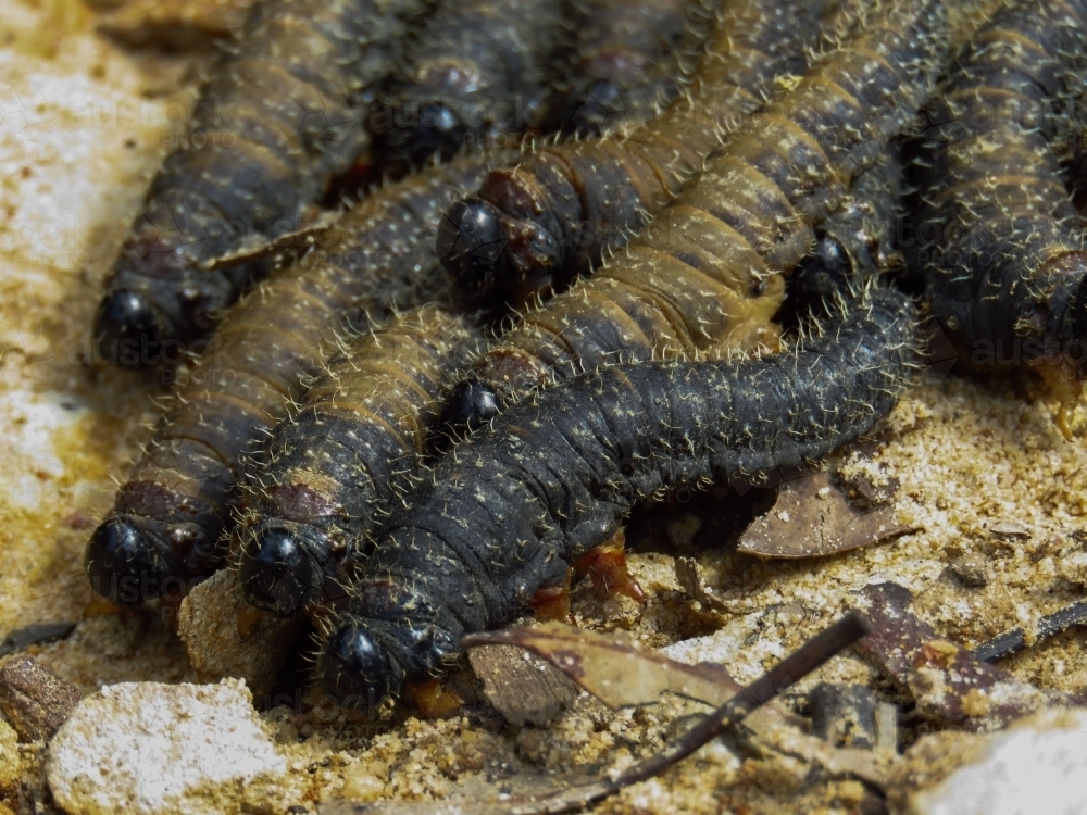 Sawfly larvae swarm on the move on a sandy path - Australian Stock Image