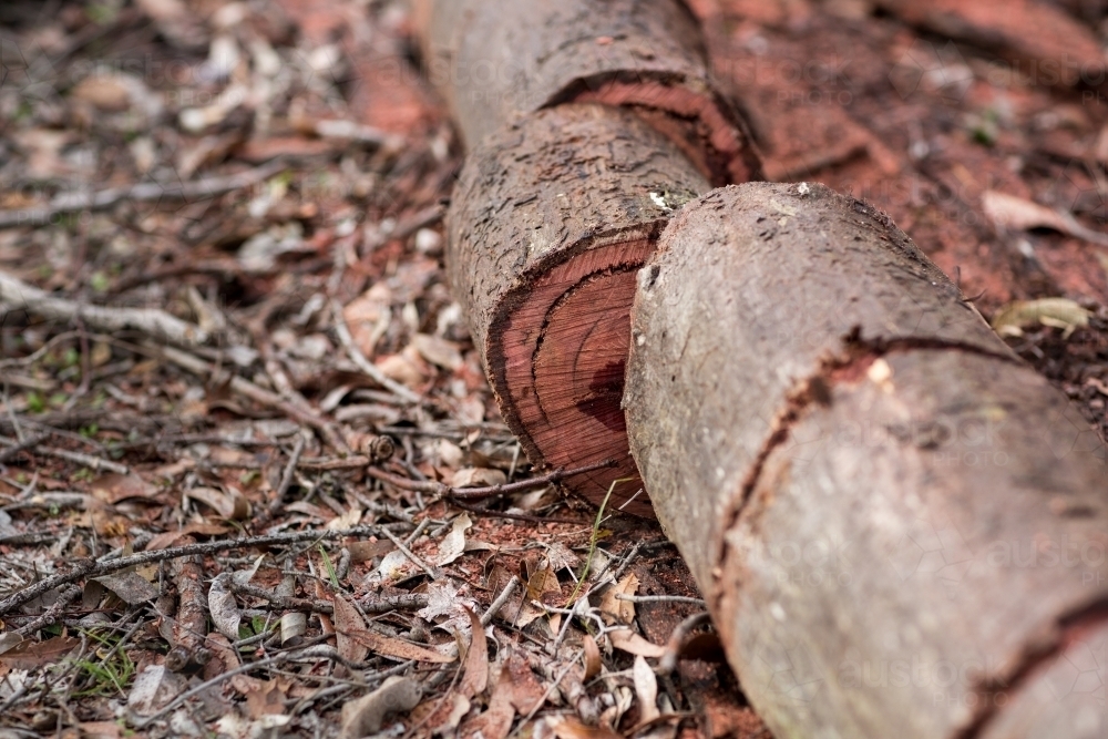 Sawn jarrah log for firewood - Australian Stock Image