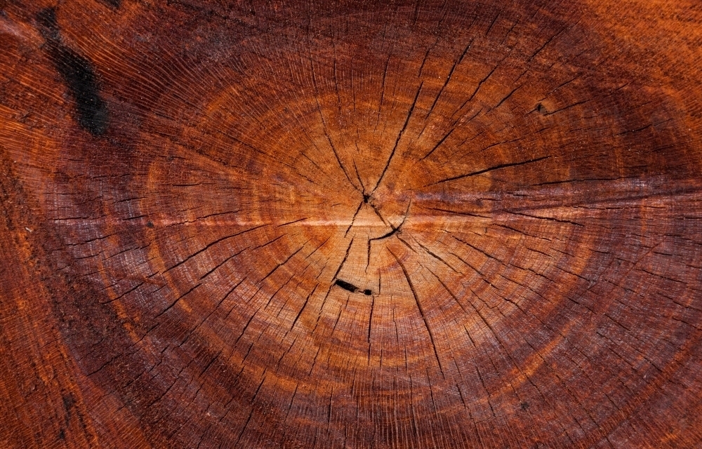 Sawn orange cross-section of a eucalypt tree with concentric rings and radiating cracks - Australian Stock Image