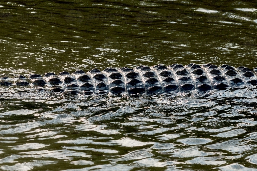 scaly back of a crocodile - Australian Stock Image