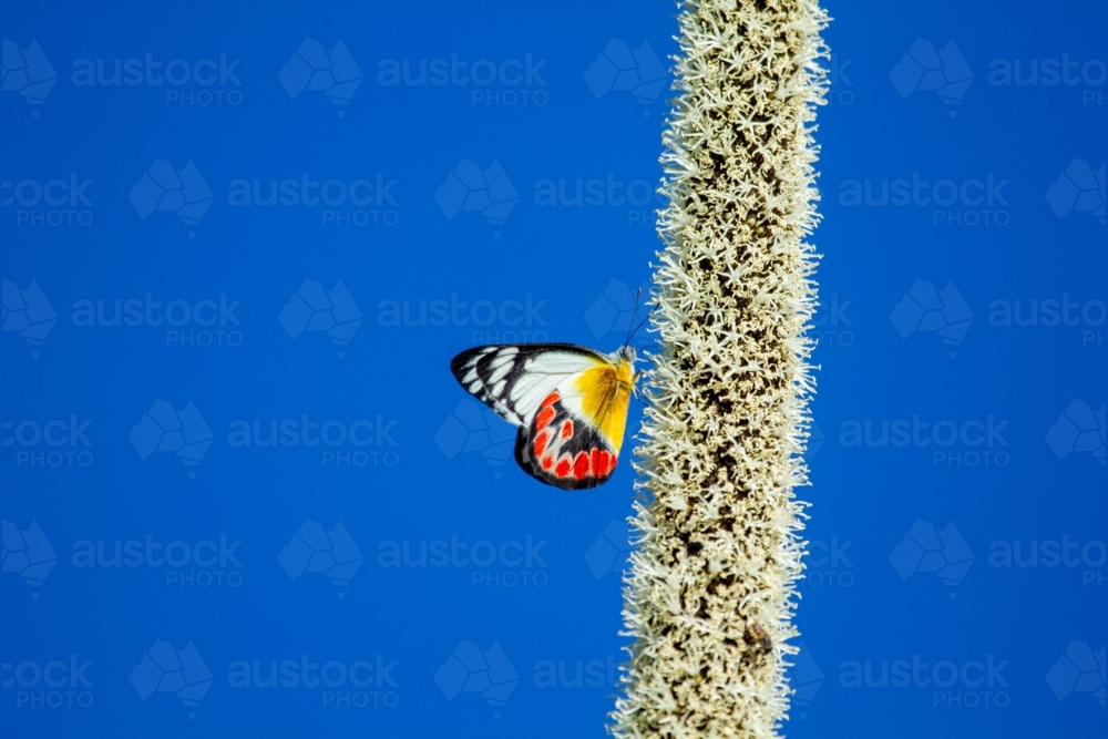 Scarlet Jezebel Butterfly on grass tree flower-spike - Australian Stock Image
