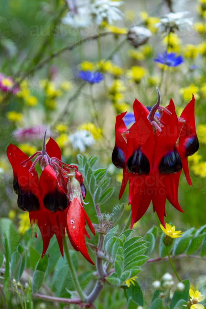 Image of Scarlet red and black flowers of Sturt's Desert Pea - Swainsona  formosa. - Austockphoto