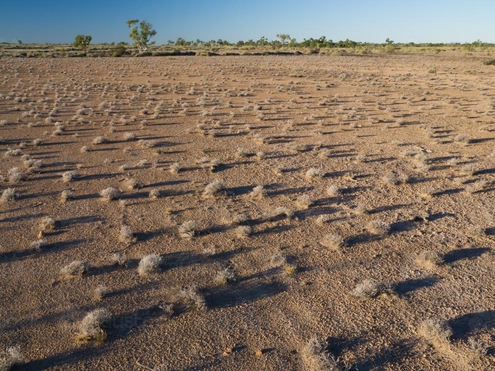 Scattered spinifex with long shadows on arid ground - Australian Stock Image